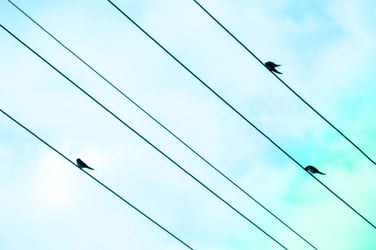 Birds sitting on separate telephone wires.