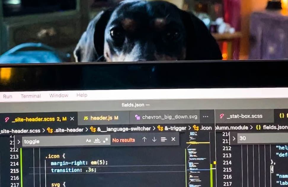 dog-code-distraction