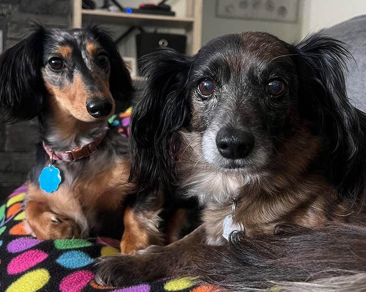 zach-morris-dogs